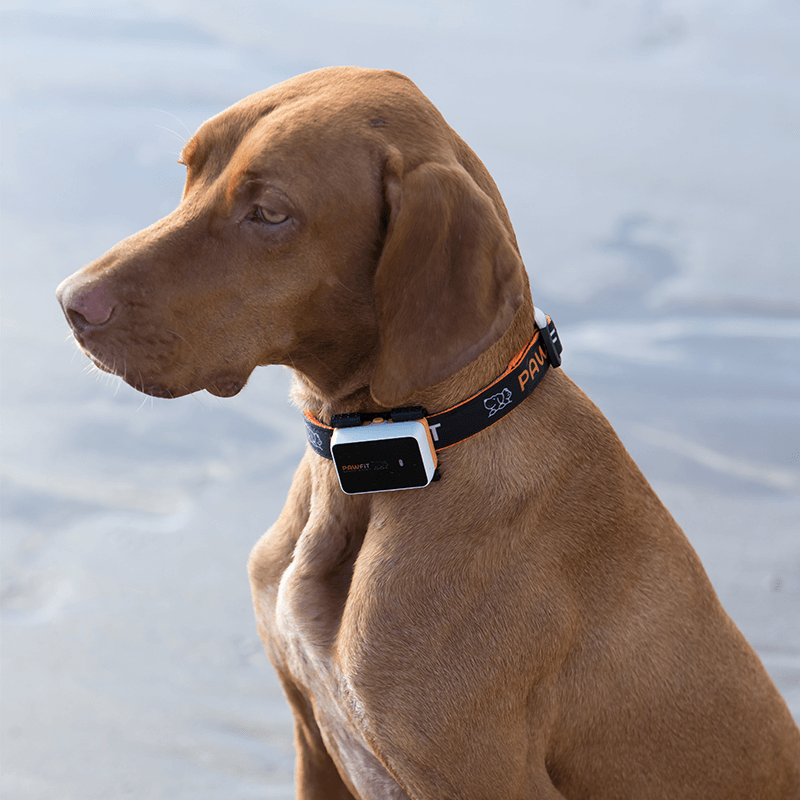 Pawfit 3 Tracker - Image 3